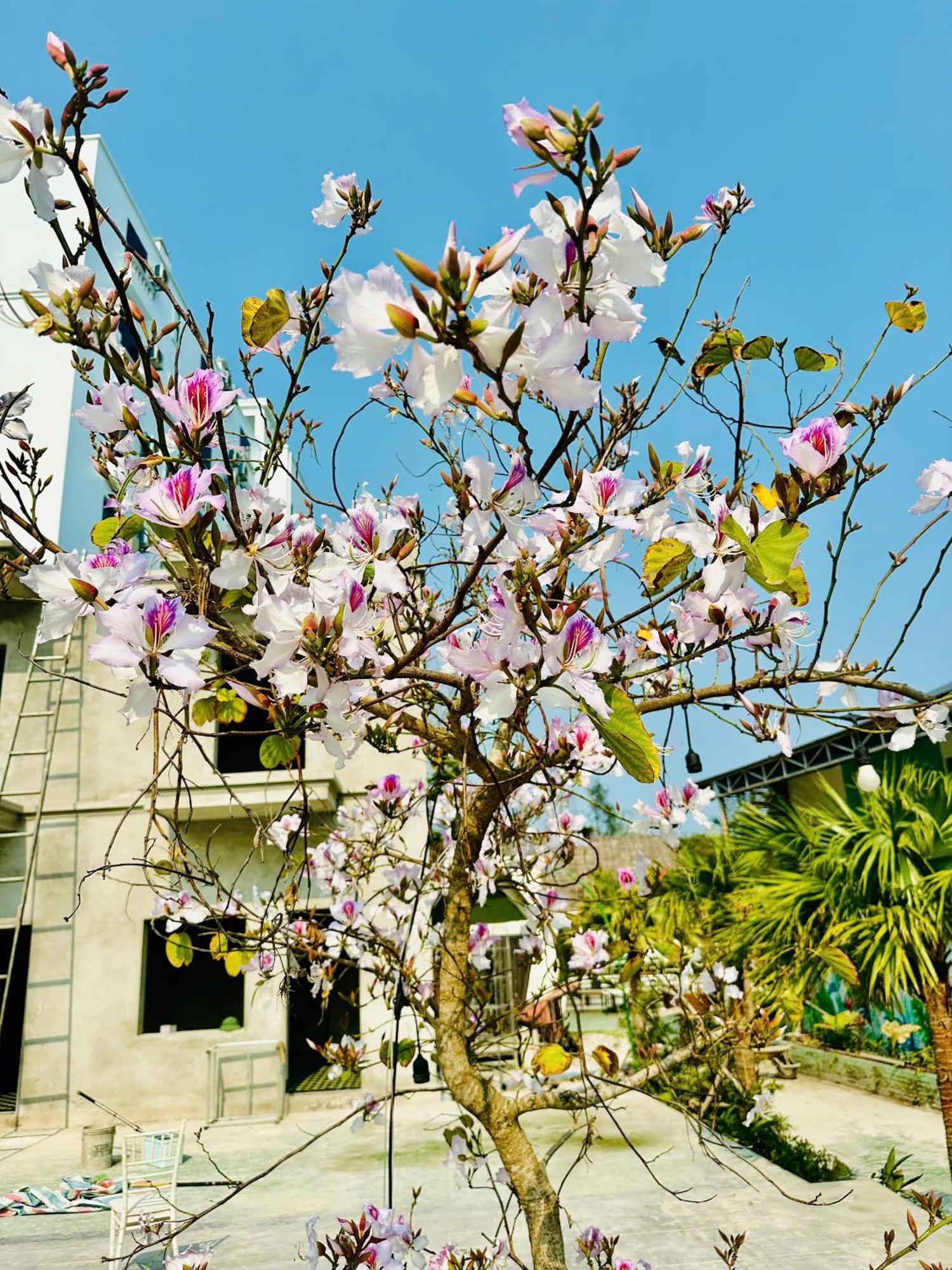 Minh Chau Beach Resort Quảng Ninh Extérieur photo